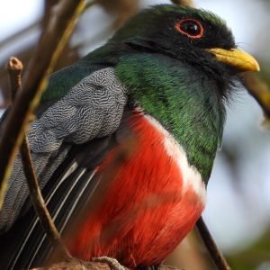 Adoptez 1 m2 de biosphère